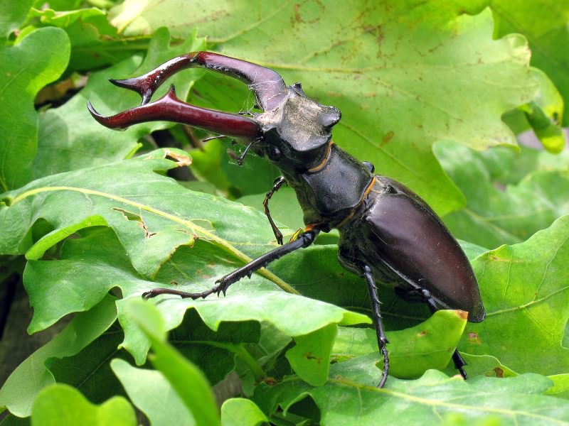 Lucanus cervus (Linnaeus, 1758)